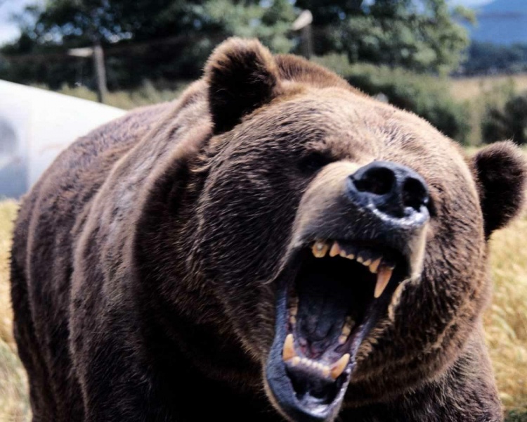 File:Bearwarrior.jpg